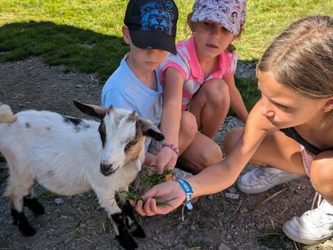 tierisch.cool - sonnen.gelb